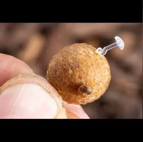 Nash Claw Cracker Bait Mesh Super Marrow 7,5m